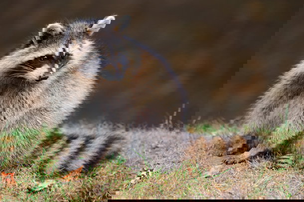 shutterstock_129952142s