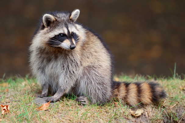 shutterstock_129952142s