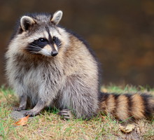 shutterstock_129952142s