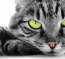 shutterstock_35493205_m_01