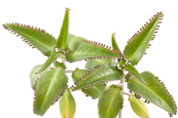 shutterstock_190016363s