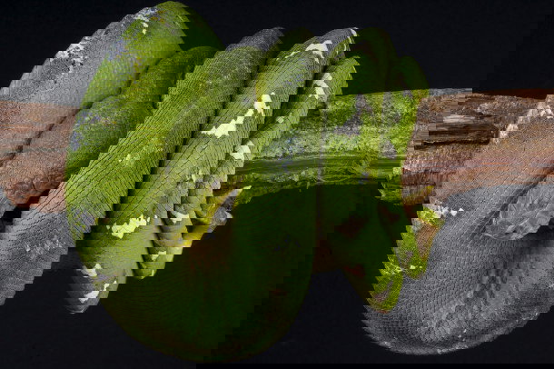 shutterstock_115609549