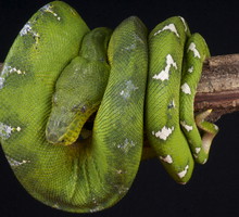 shutterstock_115609549