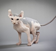 shutterstock_124051504s