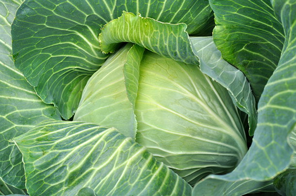 shutterstock_114767377