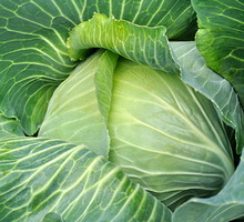 shutterstock_114767377