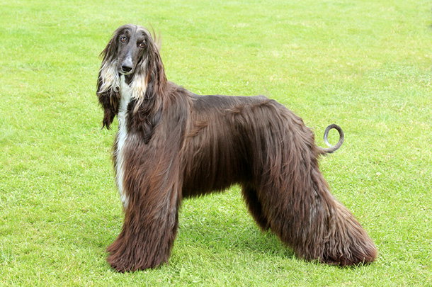 shutterstock_112172387