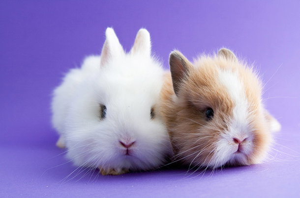 shutterstock_194167472s