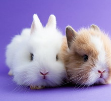 shutterstock_194167472s