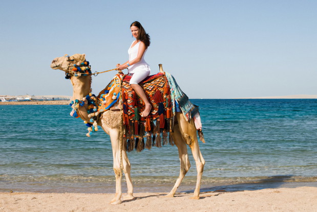 camel