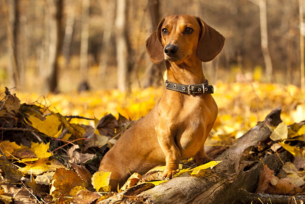 shutterstock_158426789s