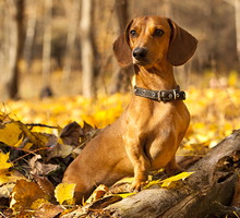 shutterstock_158426789s