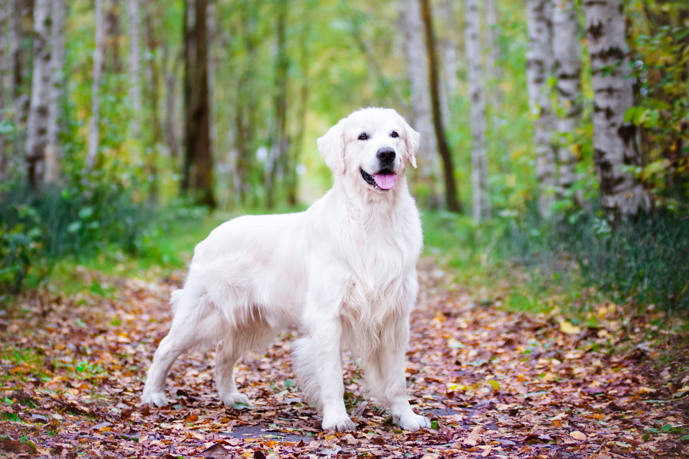 shutterstock_156585920