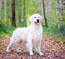 shutterstock_156585920