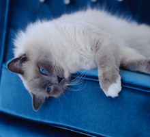 shutterstock_87514768s