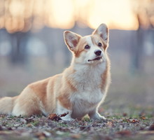 shutterstock_129921704