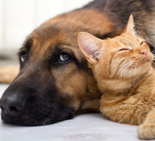 shutterstock_161832497