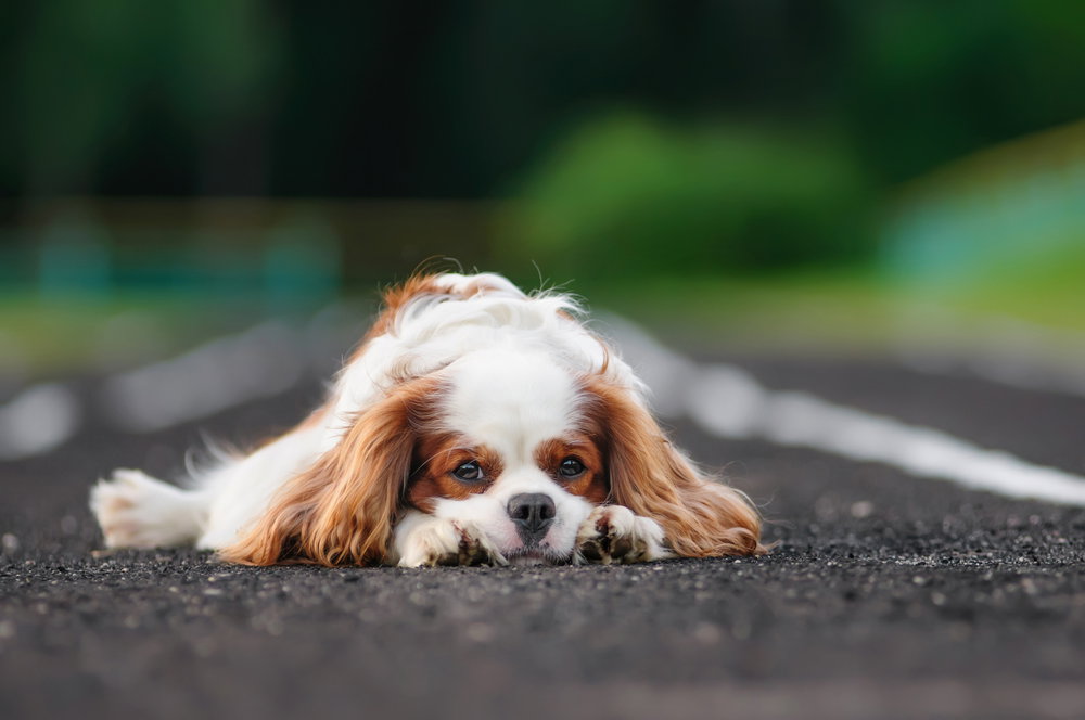 shutterstock_147604565