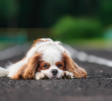 shutterstock_147604565