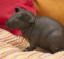 shutterstock_172065011