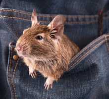 shutterstock_102088462