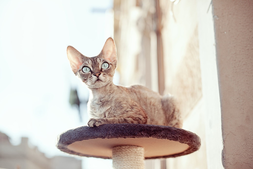 shutterstock_124148170