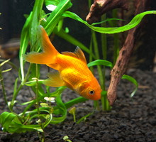 shutterstock_64672819