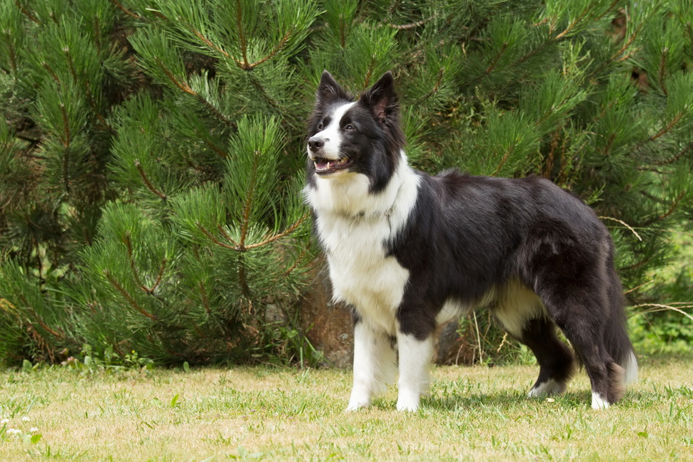 shutterstock_217212109