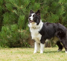 shutterstock_217212109