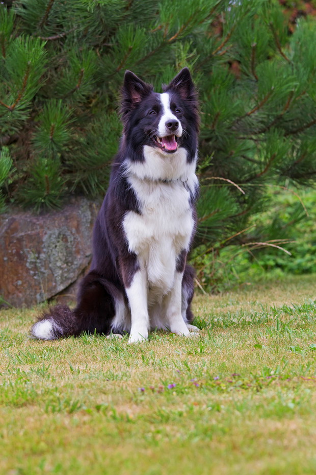 Border Collie