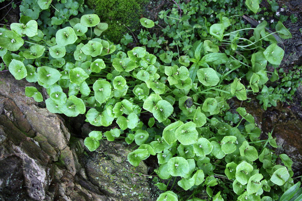 shutterstock_50005063