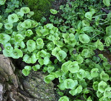 shutterstock_50005063