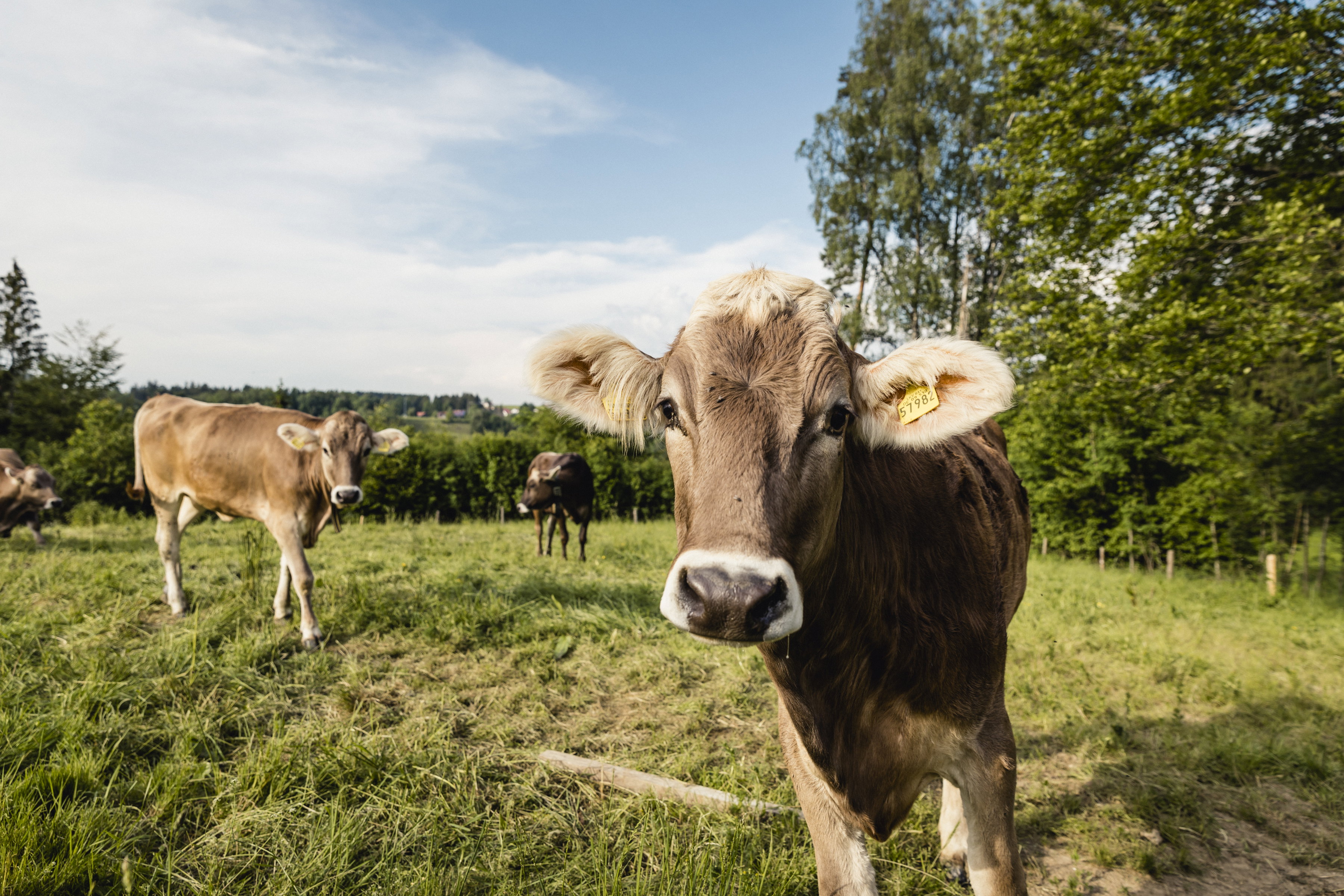 Ten produkt jesz codziennie. Nie uwierzysz, jak powstaje!