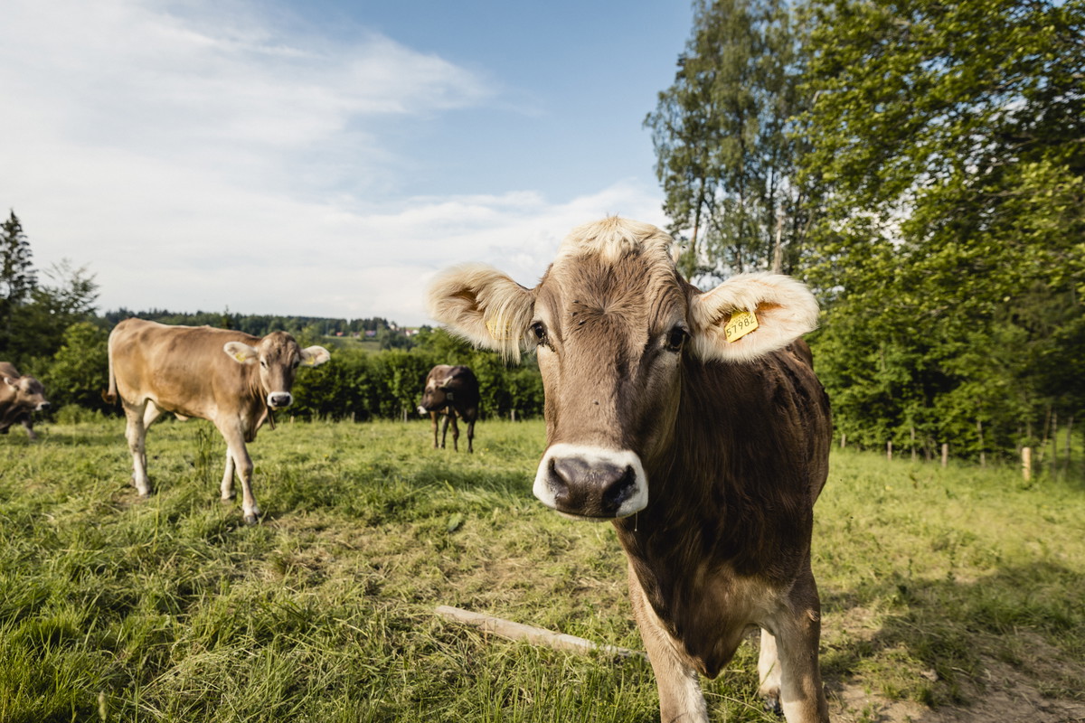 Ten produkt jesz codziennie. Nie uwierzysz, jak powstaje!