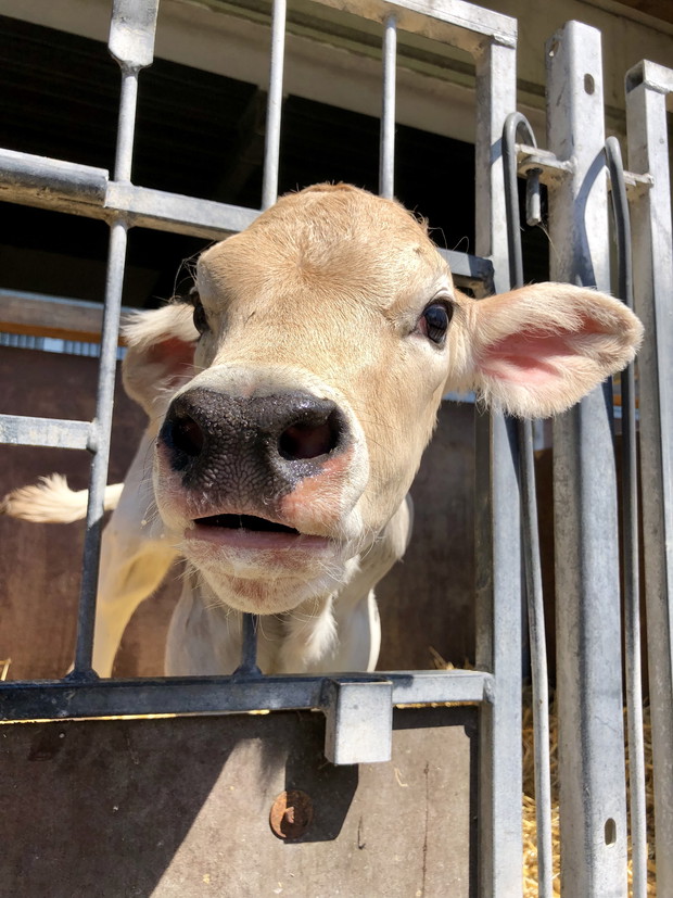 Ten produkt jesz codziennie. Nie uwierzysz, jak powstaje!