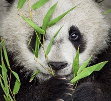 a5d1c32e4590edff6604036e0ccd19eacb88b20c-caaefdc