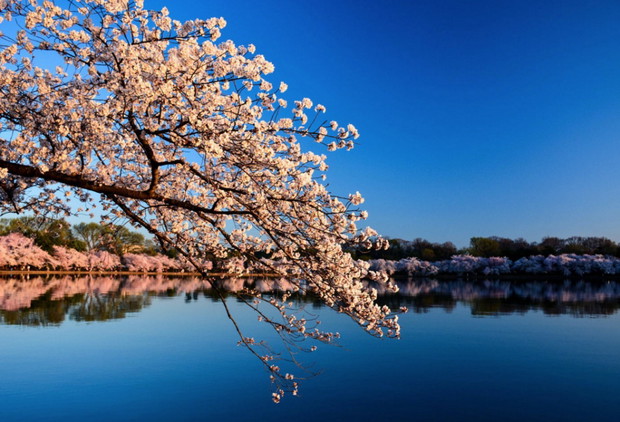 451155-1000-1457808918-7