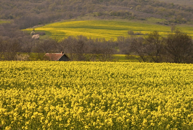 451505-1000-1457808918-2