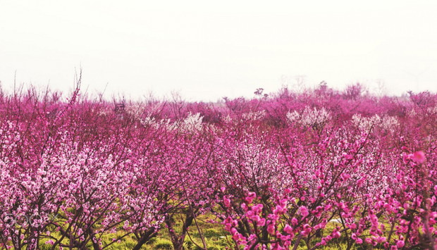 451655-1000-1457808918-3243421142