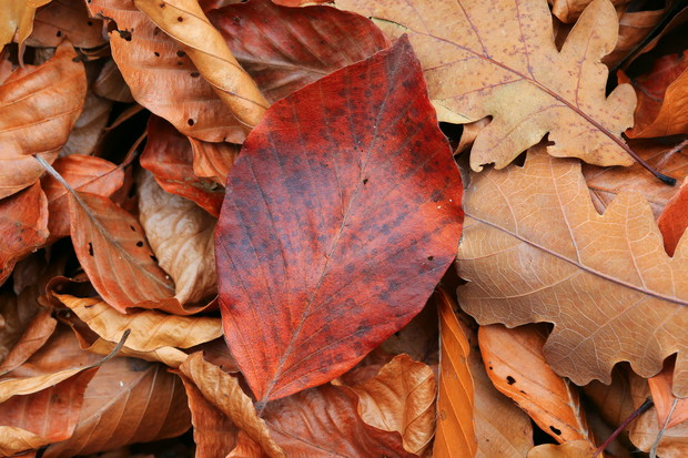 Andrzejki 2017: wróżenie z czerwonego liścia