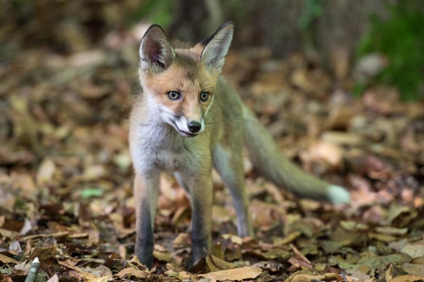"Królestwo" za darmo online