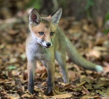 "Królestwo" za darmo online