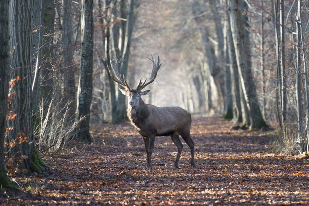 Królestwo za darmo online