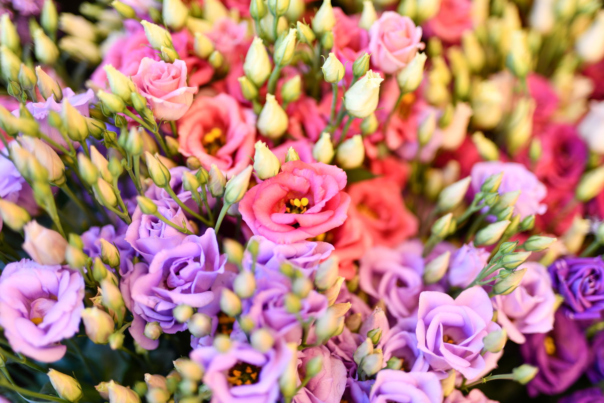 Eustoma
