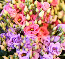 Eustoma