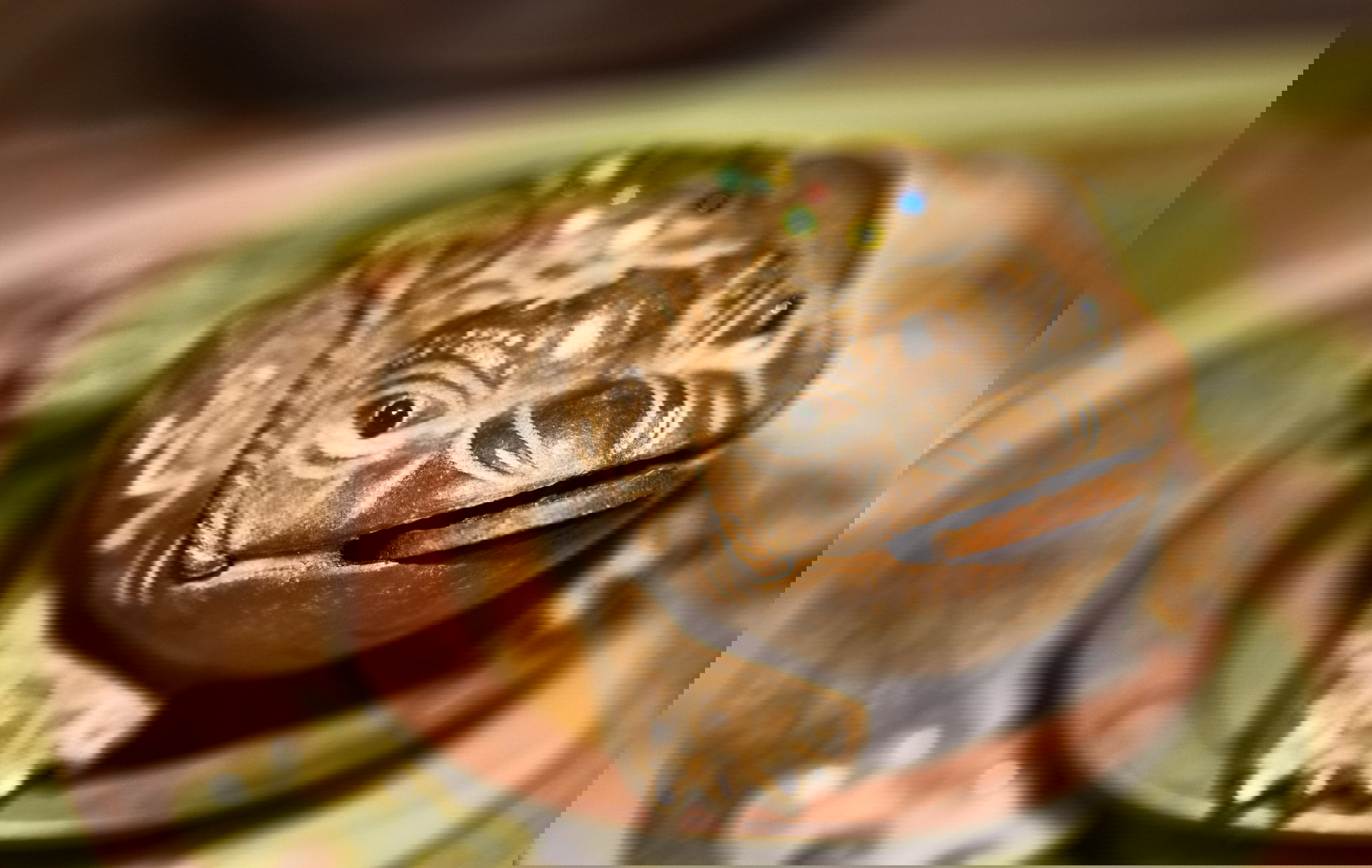 Close-up of a chan chu, Qingdao, Shandong Province, China