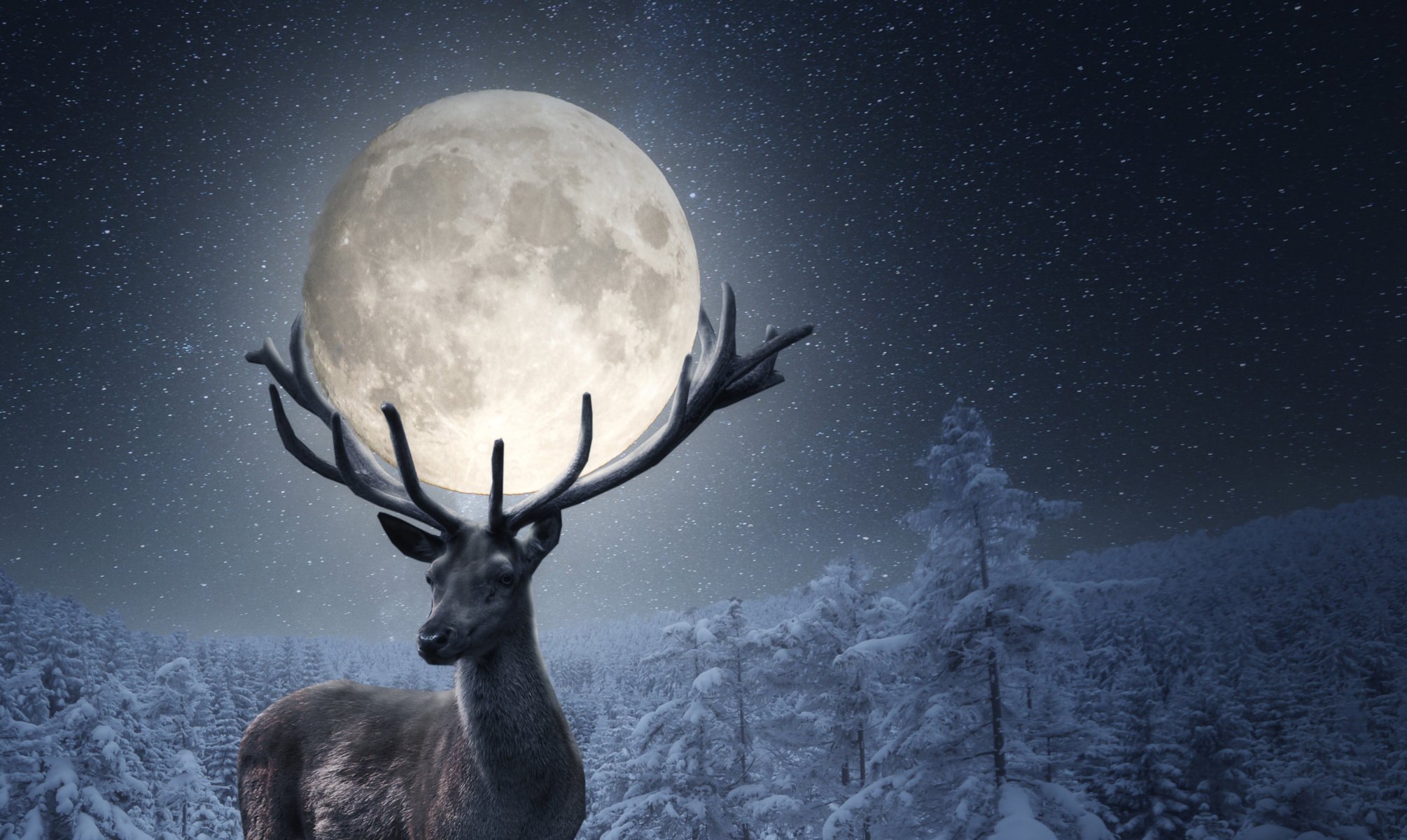 Deer Standing On Snow Covered Field Against Sky