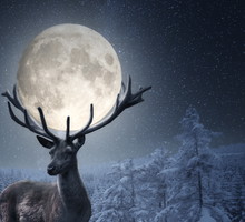 Deer Standing On Snow Covered Field Against Sky