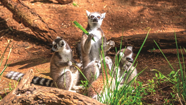 Nosy Be, Madagaskar, w ofercie biura podróży ITAKA