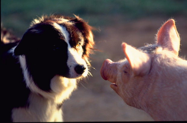 Babe - świnka z klasą